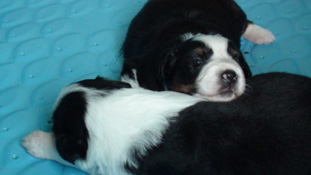 Skittles puppy